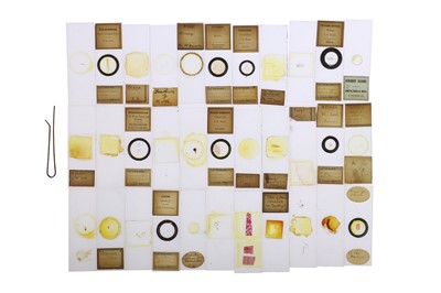Lot 532 - Large Collection of Microscope Slides