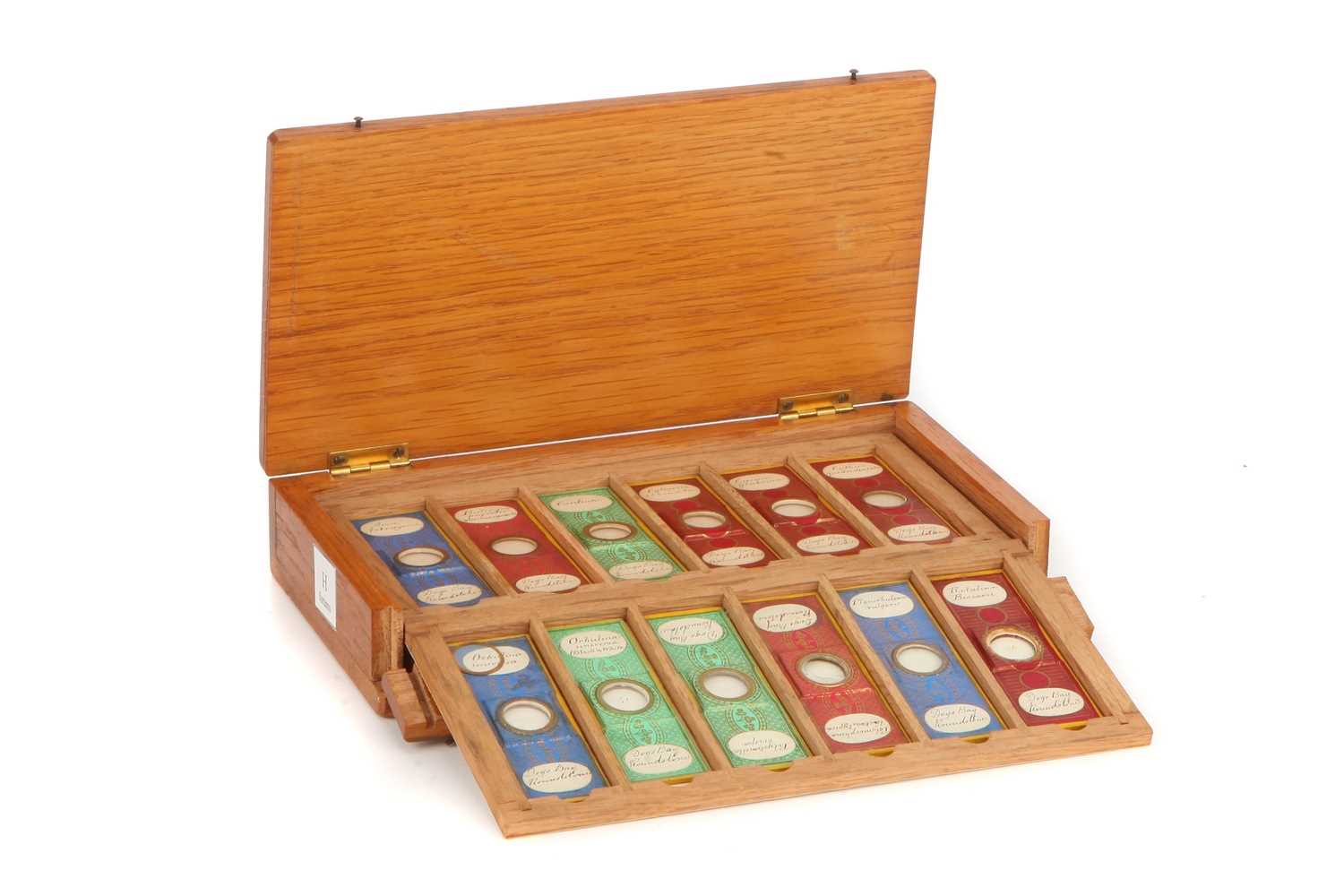 Lot 50 - A Collection of Arranged Foraminifera Microscope Slides