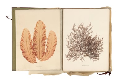 Lot 222 - Folio of 24 Mounted Seaweed Specimens