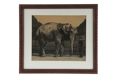 Lot 58 - Gambier, Bolton, Robert, Asiatic Elephant