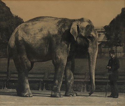 Lot 507 - Gambier, Bolton, Robert, Asiatic Elephant