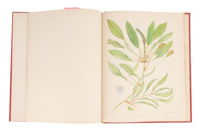 Lot 799 - Frayer, Bennett & Morgan, The Potamogetons (Pond Weeds), Folio, 1915