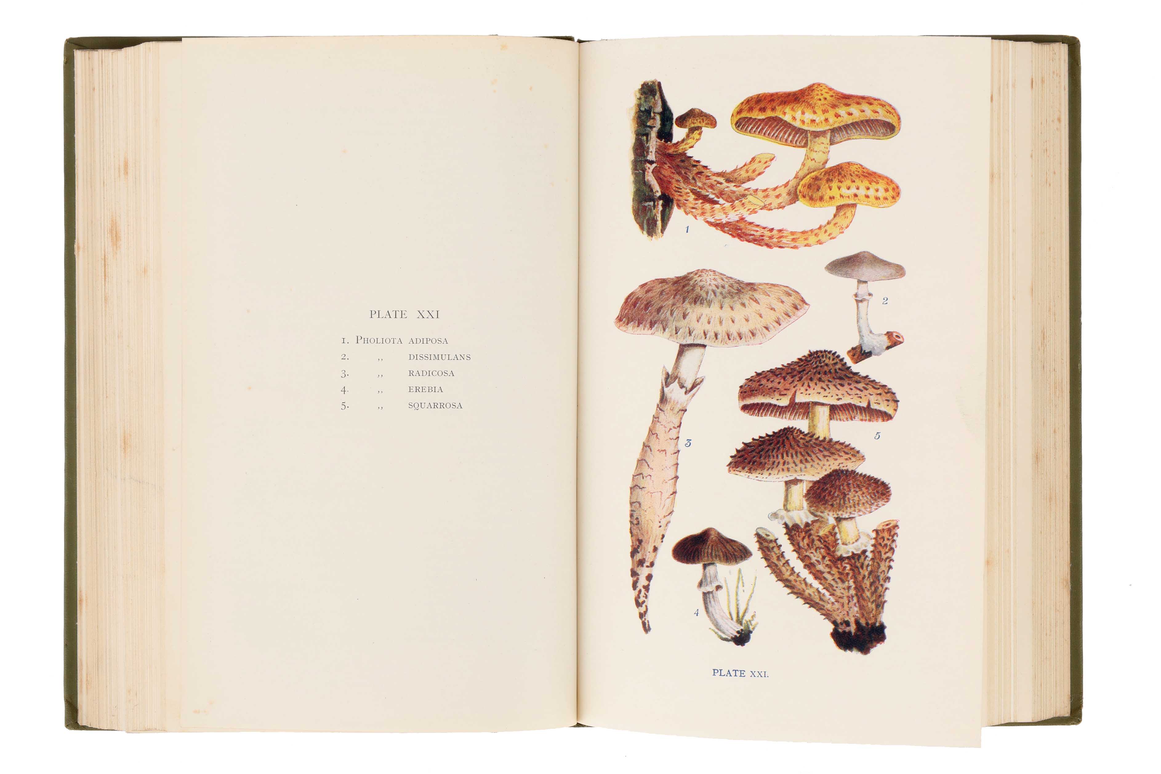 Lot 804 - Collection of Period Books on Fungi,