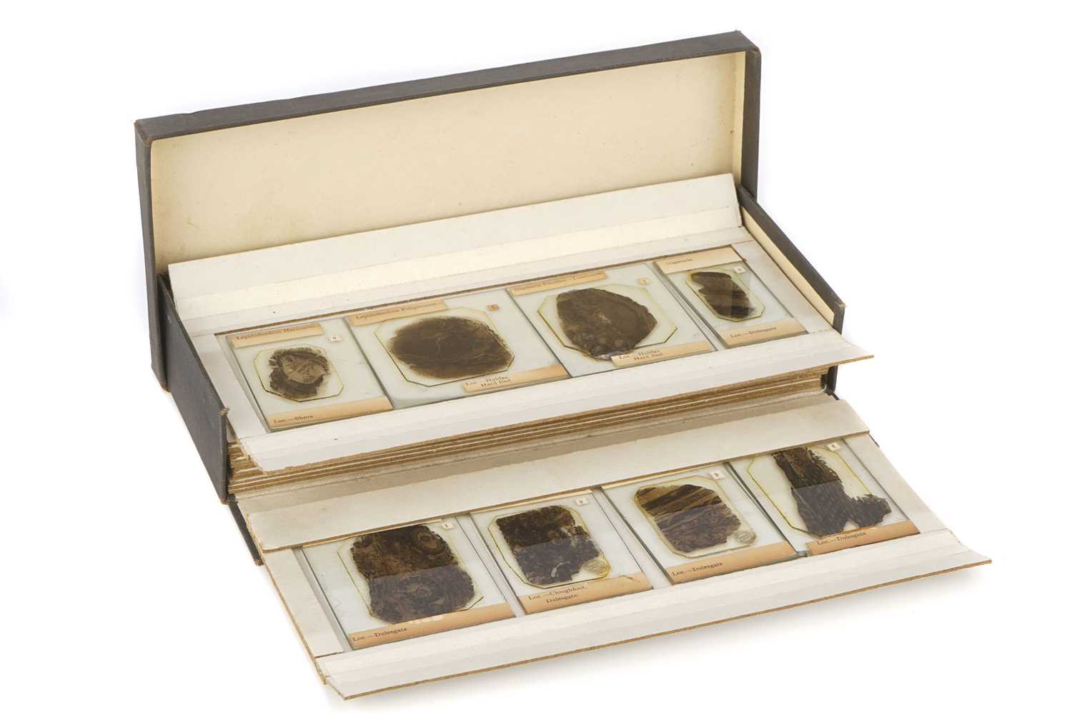 Lot 342 - A Set of Microscope Coal Fossil Slides