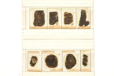 Lot 342 - A Set of Microscope Coal Fossil Slides