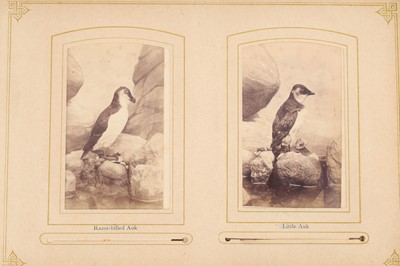 Lot 513 - Carte De Visite Album Birds by Winch Brothers