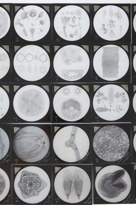 Lot 555 - A Collection of Magic Lantern Slides