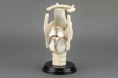 Lot 177 - Maison Auzoux (att) An Anatomical Model of the Human Larynx