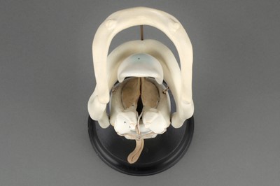 Lot 177 - Maison Auzoux (att) An Anatomical Model of the Human Larynx