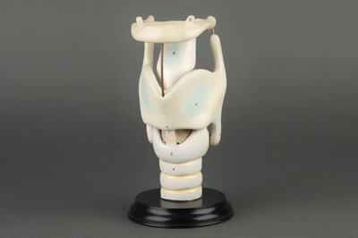 Lot 177 - Maison Auzoux (att) An Anatomical Model of the Human Larynx