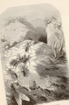 Lot 513 - Goldsmith, Oliver, A History of the Earth and Animated Nature