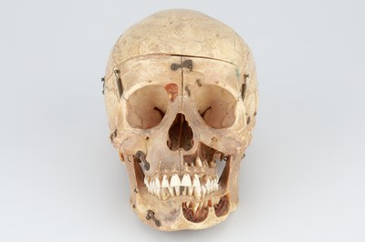 Lot 212 - 19th Century Anatomical Medical Human Skull