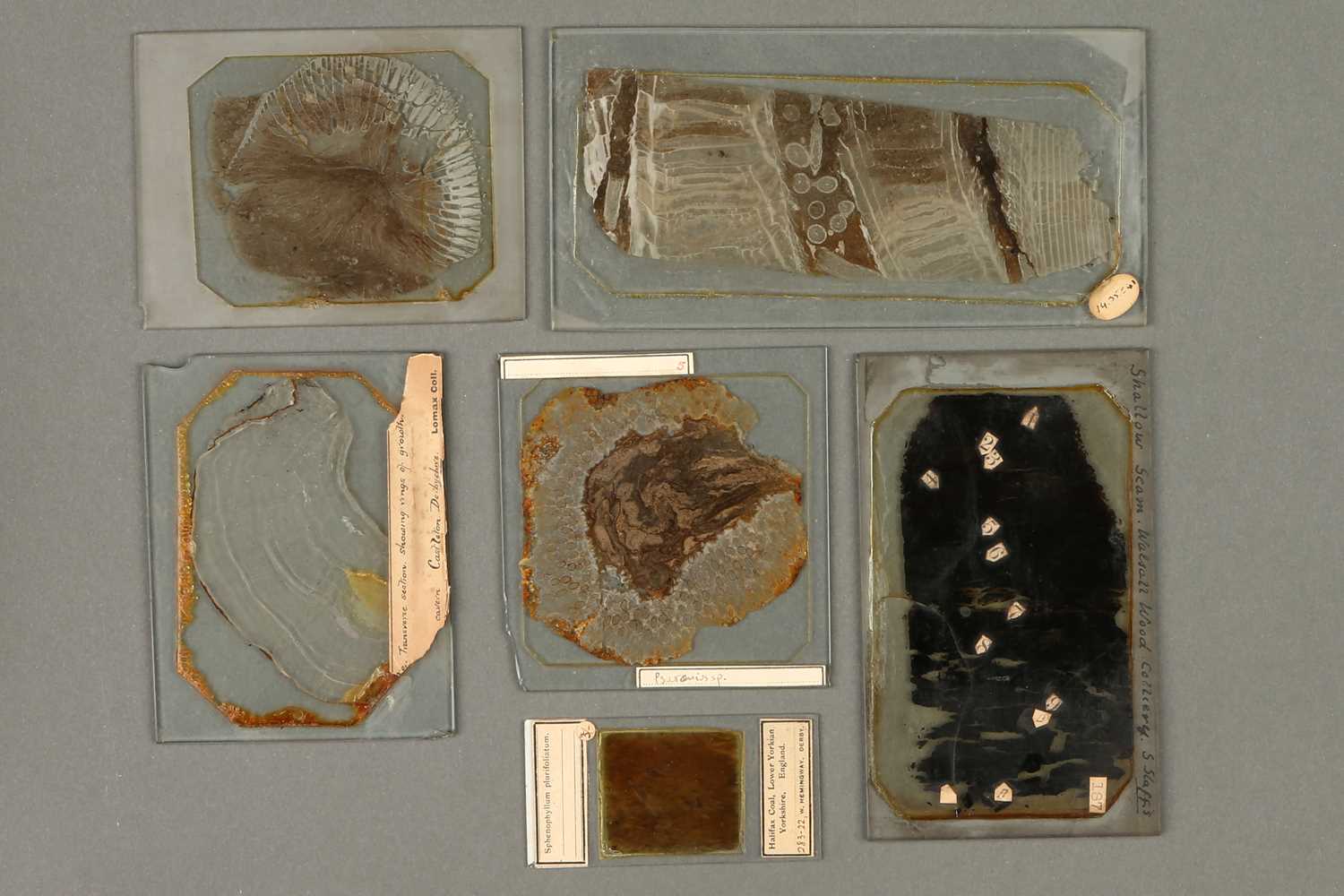 Lot 30 - A Collection of Large Lomax Microscope Slides from the Lomax Exhibition