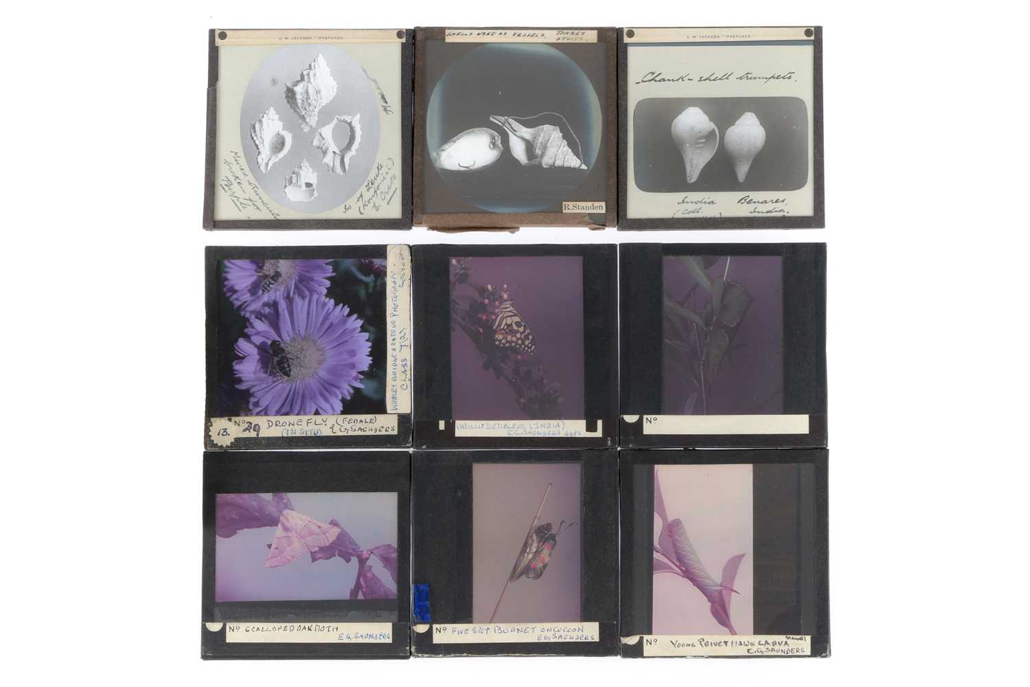 Lot 491 - Magic Lantern Slides, Natural History