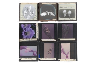 Lot 67 - Magic Lantern Slides, Natural History