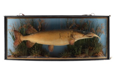 Lot 132 - Taxidermy Pike With Prey