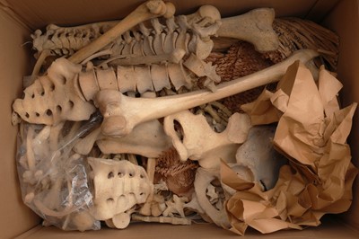 Lot 214 - 19th Century Human Skull & Part Skeleton
