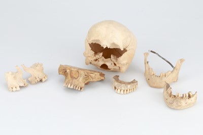 Lot 215 - 19th Century Anatomical Human Skull Parts