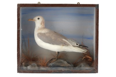 Lot 515 - Taxidermy Seagull