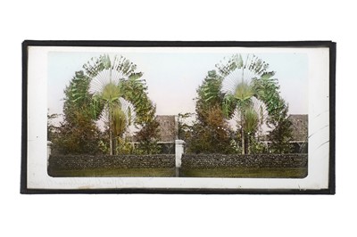 Lot 121 - Glass Stereoview of Madagascan Travellers Palm