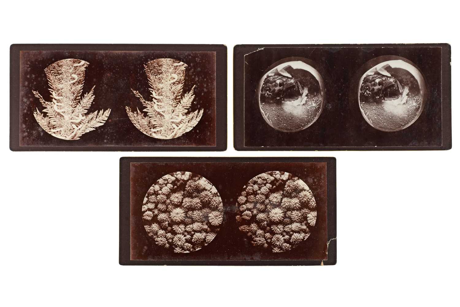 Lot 87 - Stereoviews Natural History