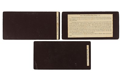Lot 87 - Stereoviews Natural History