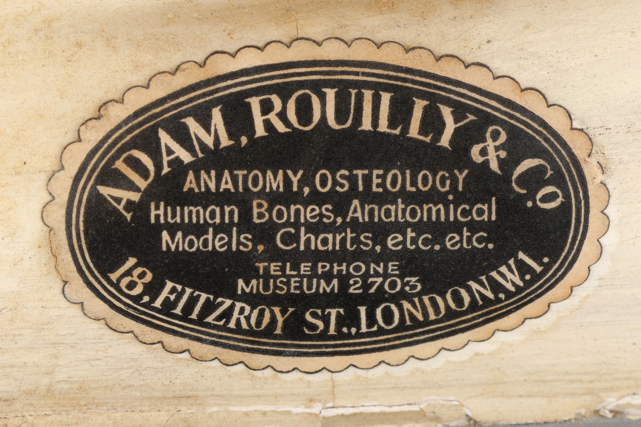Lot 295 - Large Adam Rouilly Anatomical Model,