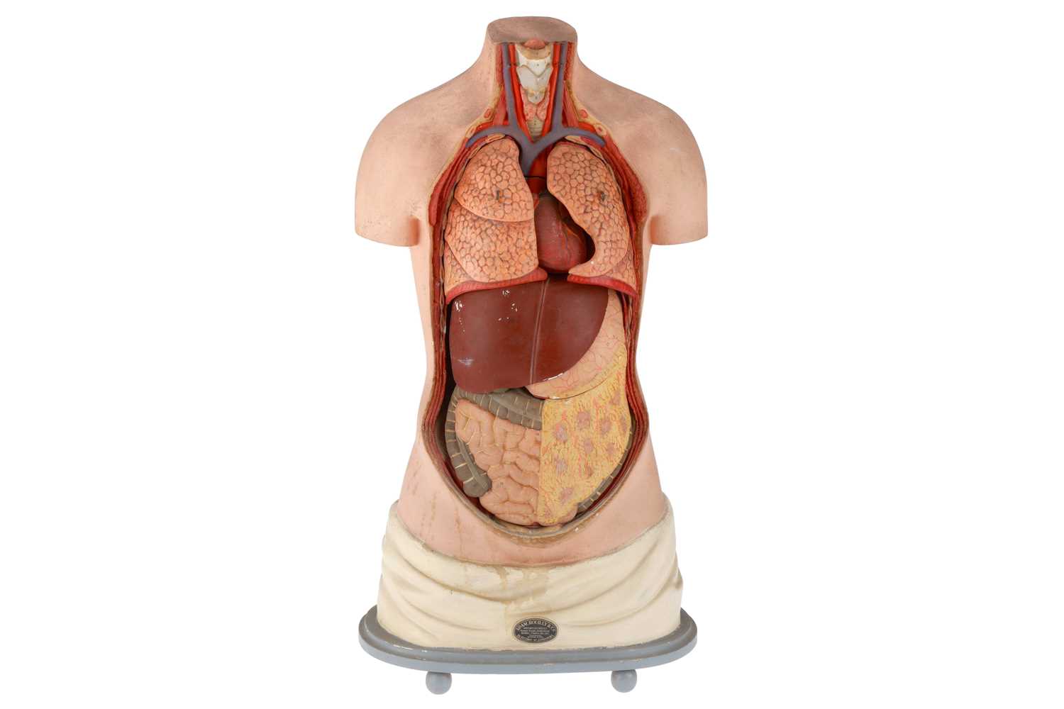 Lot 295 - Large Adam Rouilly Anatomical Model,