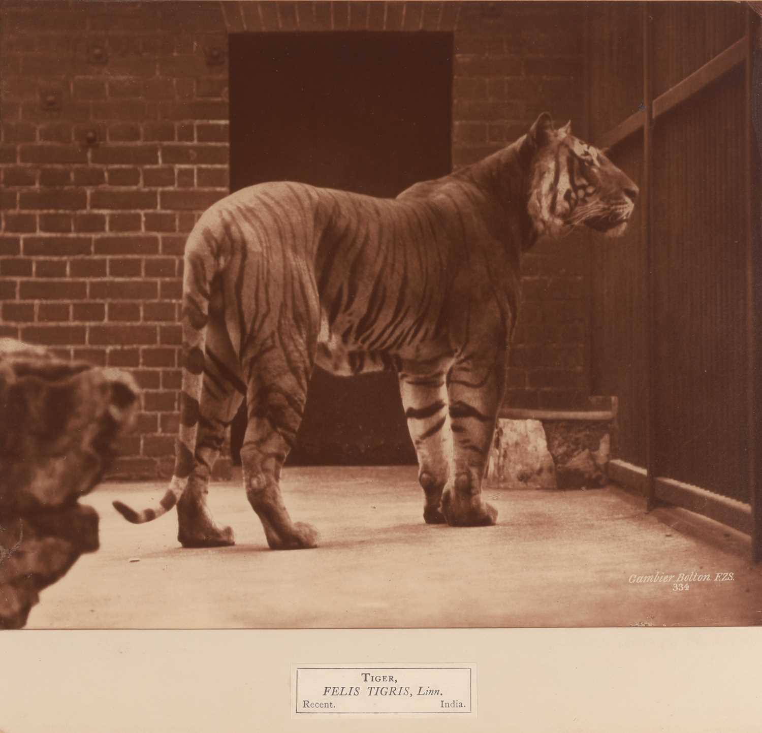 Lot 68 - Bolton, Gambier, Collection of 21 Animal Photographs