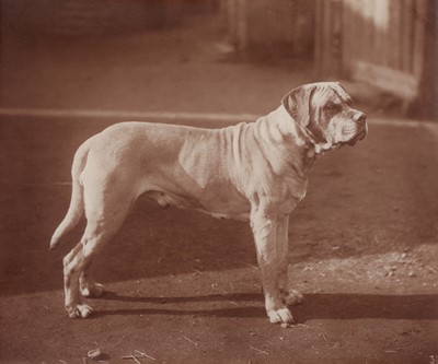 Lot 30 - Charles Reid Bull Mastiff Woodburytype