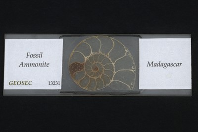 Lot 222 - Microscope Slide of a Fossil Ammonite
