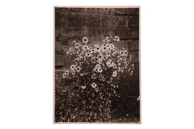 Lot 71 - Frank Meadow Sutcliffe Flower Studies