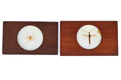 Lot 648 - 2 Insect Microscope Projection Slides