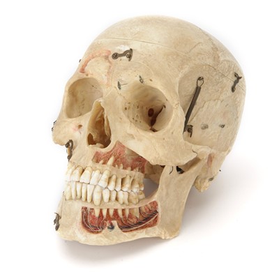 Lot 100 - A Dissected Human Skull