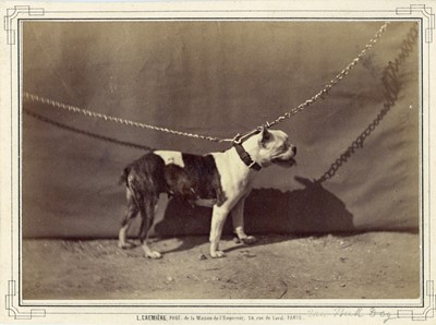 Lot 365 - LEON CREMIERE (1831-1913) Photograph of a French Bull Dog