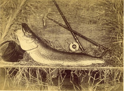 Lot 353 - A Study of a Pike