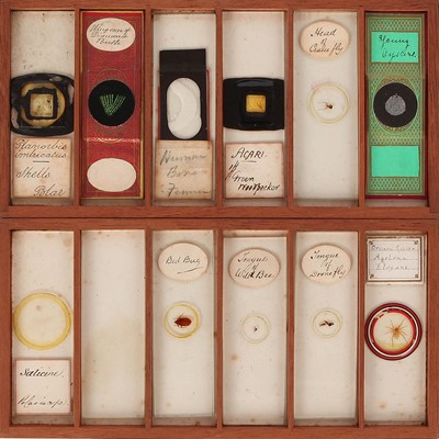 Lot 20 - A Microscope Slide Collection