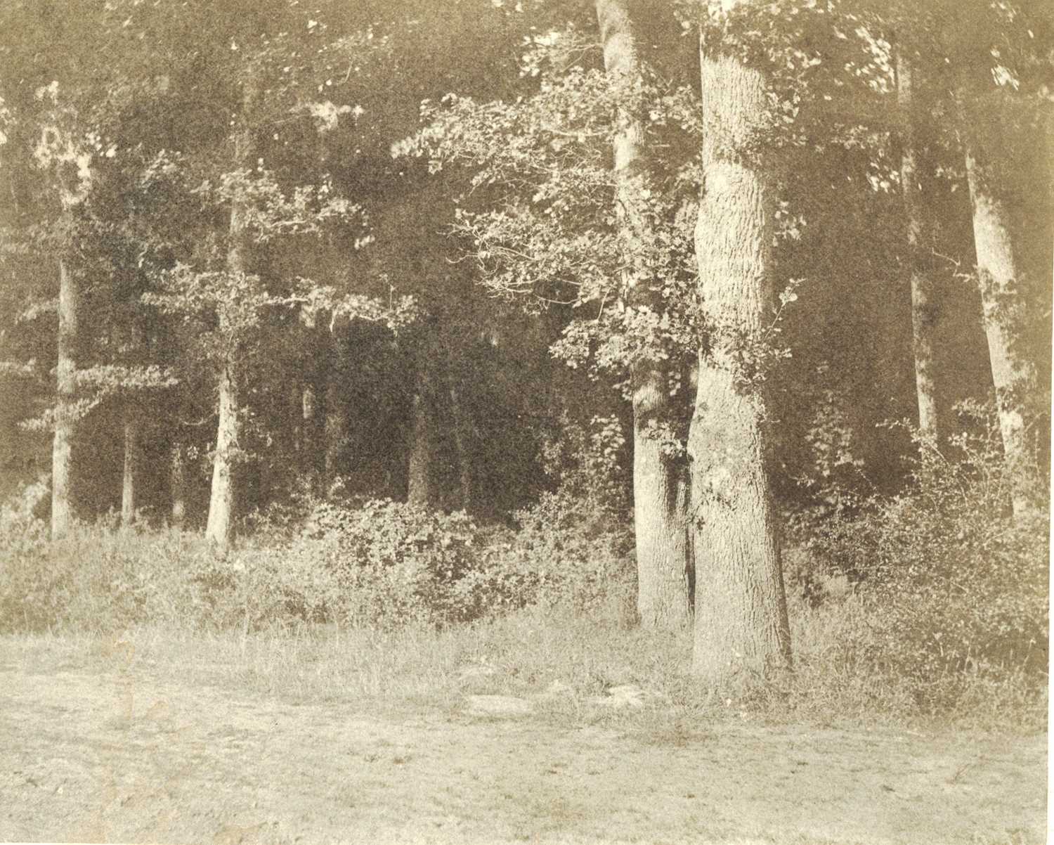 Lot 78 - CHARLES MARVILLE (1813-1879), Woodland Study