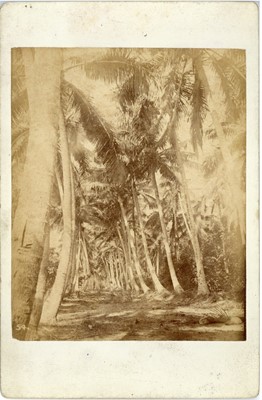 Lot 245 - JOHN WATT BEATTIE (1859-1930) Photographs of Tonga