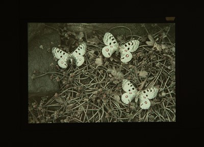 Lot 118 - Nine Autochromes of Butterflies