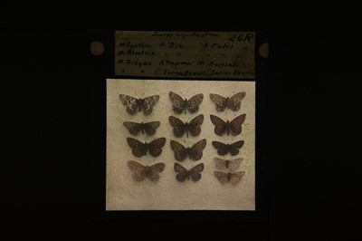 Lot 120 - 21 Autochromes of Butterflies and Moths