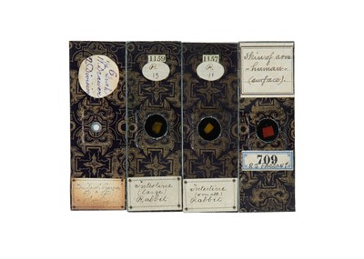 Lot 426 - A Collection of Four Microscope Slides By R. J. Farrant